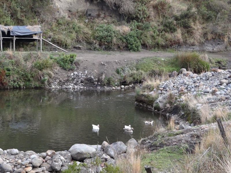 アンデスコガモ - ML645413542