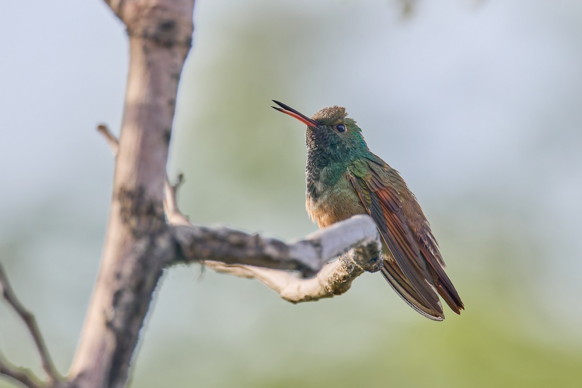 Berylline Hummingbird - ML645413557