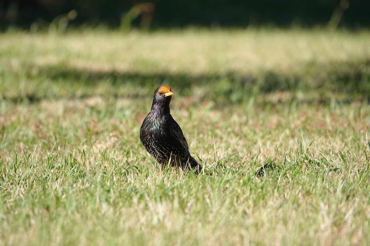 Arabazozo pikarta - ML645413558