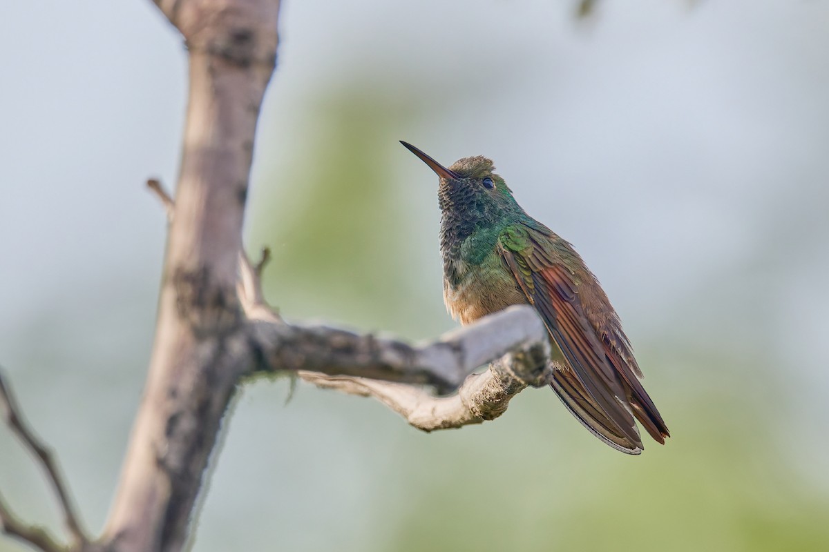 Berylline Hummingbird - ML645413565