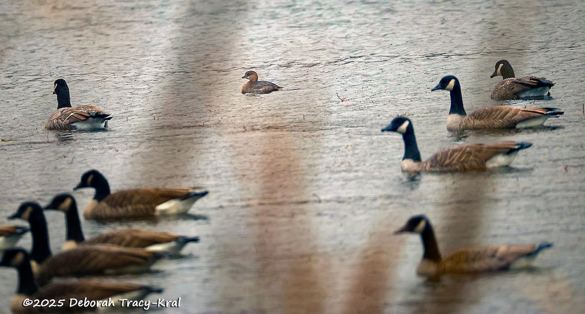 Pied-billed Grebe - ML645413569