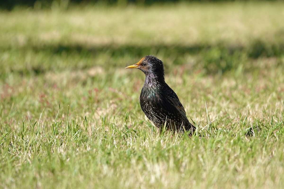 Arabazozo pikarta - ML645413570