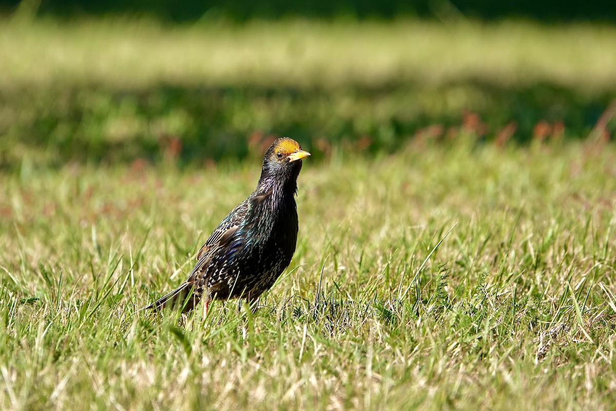 Arabazozo pikarta - ML645413575