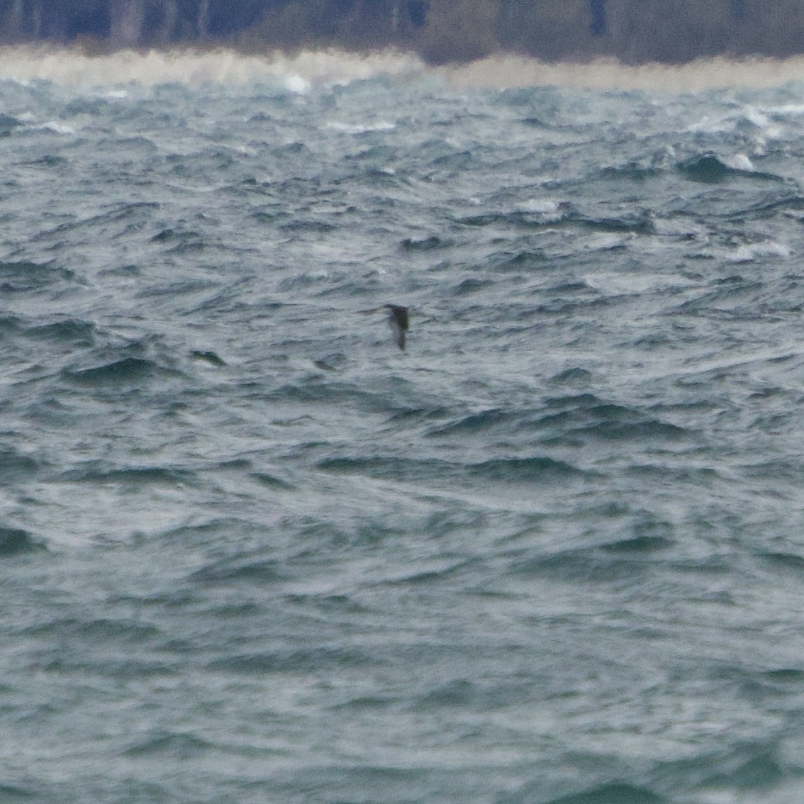 Plongeon catmarin - ML645413576