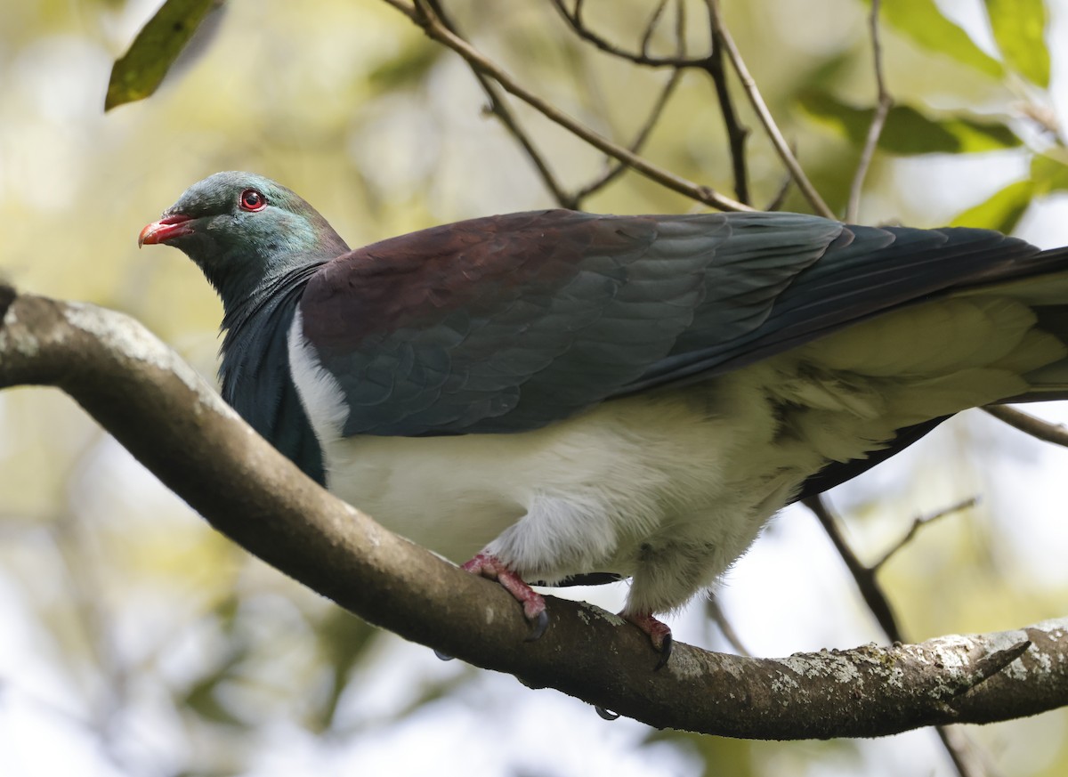 Yeni Zelanda Güvercini - ML645413577