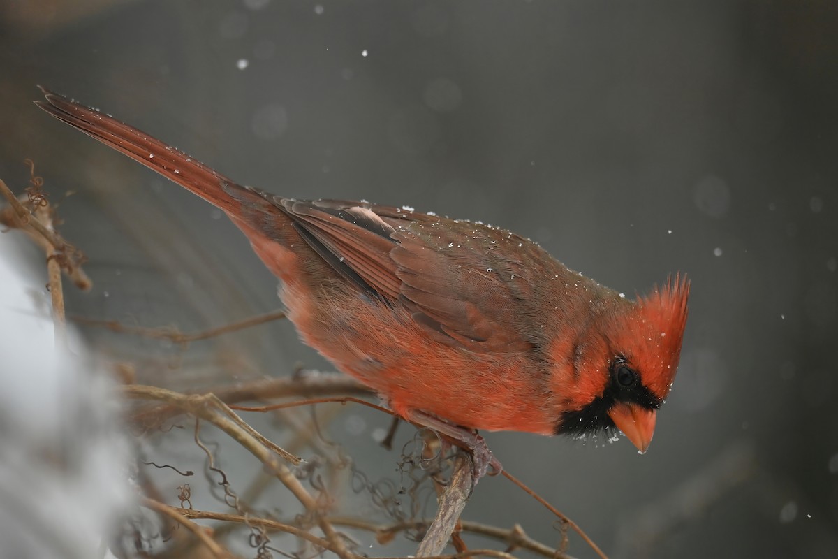 Northern Cardinal - ML645413586