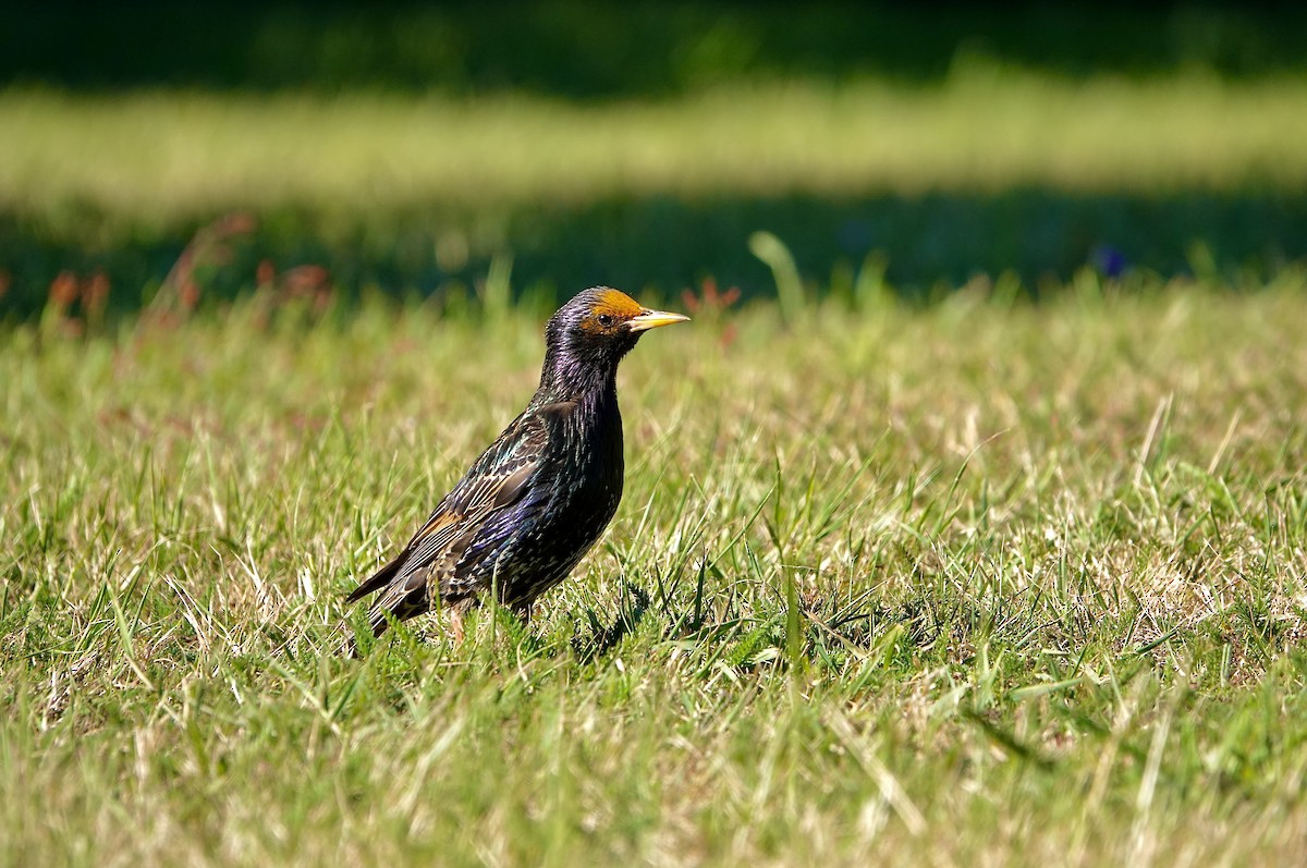 Arabazozo pikarta - ML645413587