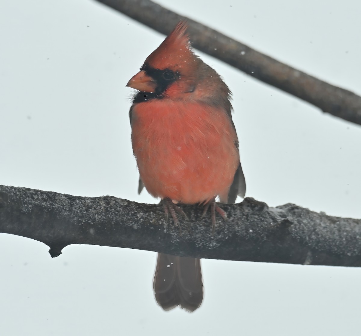 Northern Cardinal - ML645413588
