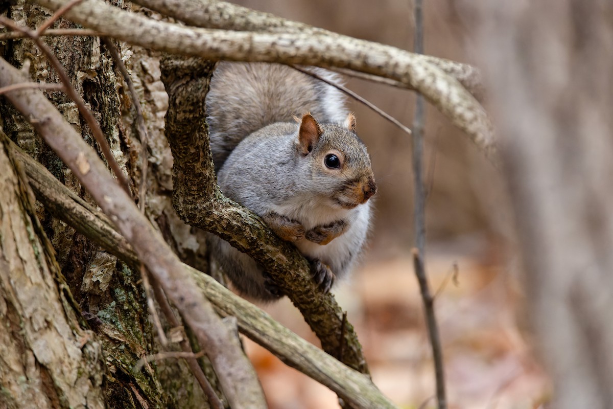 Eastern Gray Squirrel - ML645413589