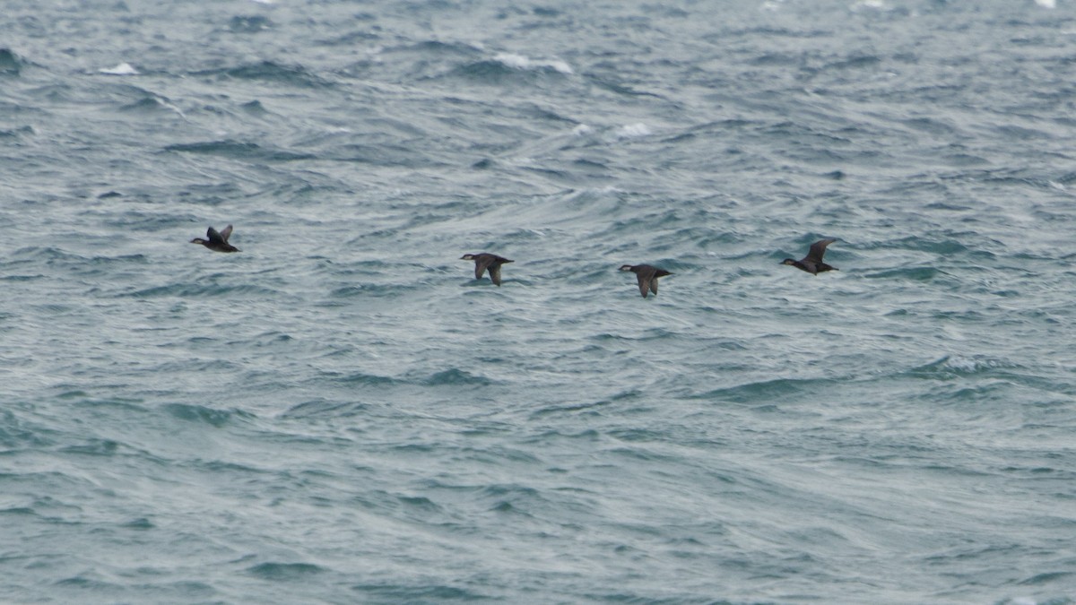 Black Scoter - ML645413590