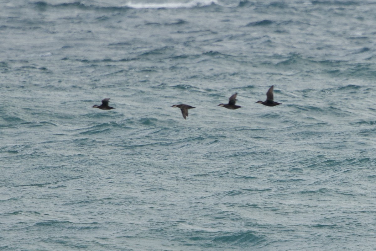 Black Scoter - ML645413591