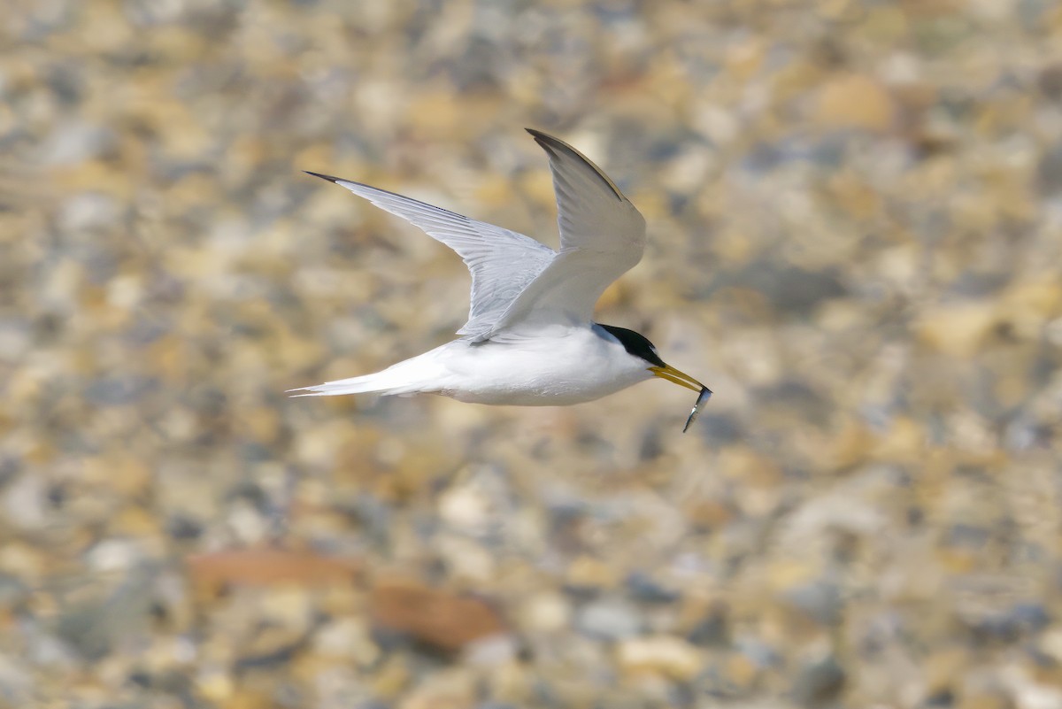 Little Tern - ML645413595