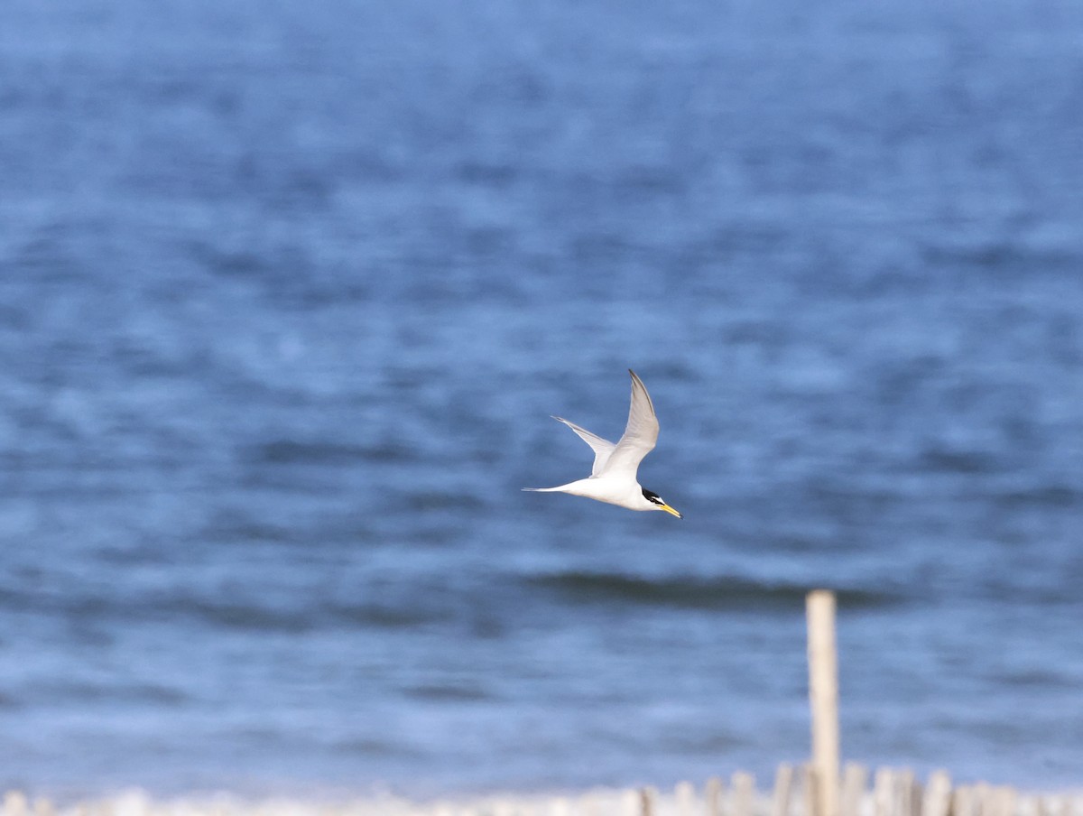 Little Tern - ML645413596