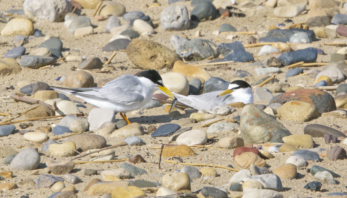 Little Tern - ML645413598