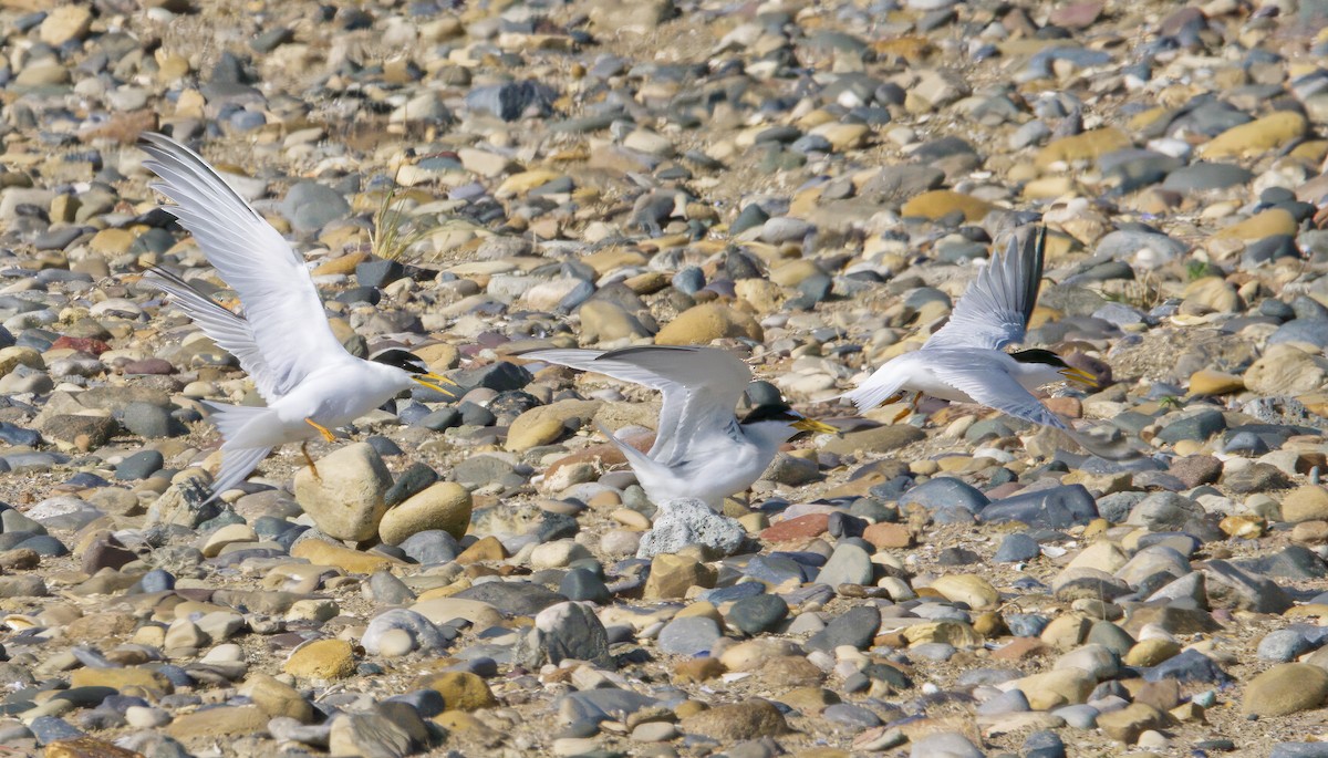 Little Tern - ML645413601