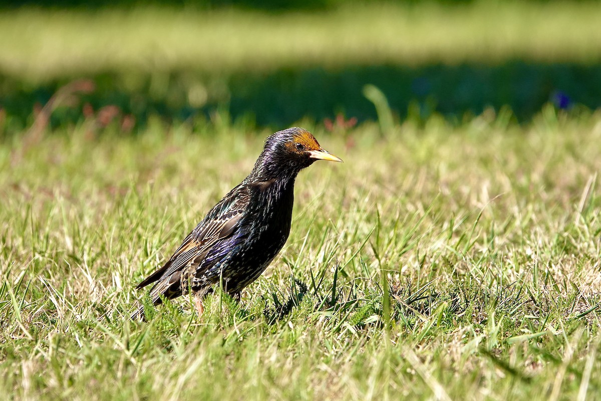 Arabazozo pikarta - ML645413603