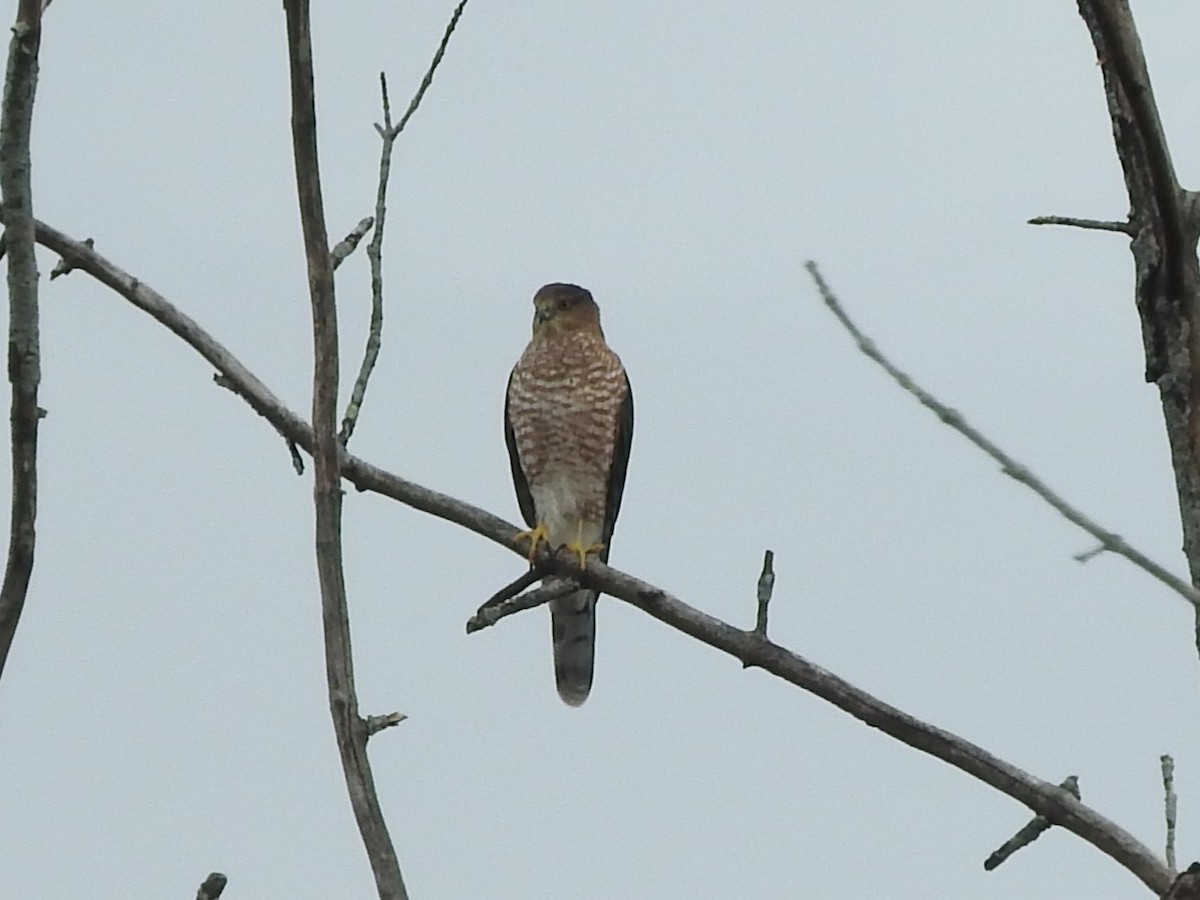Cooper's Hawk - ML645413611