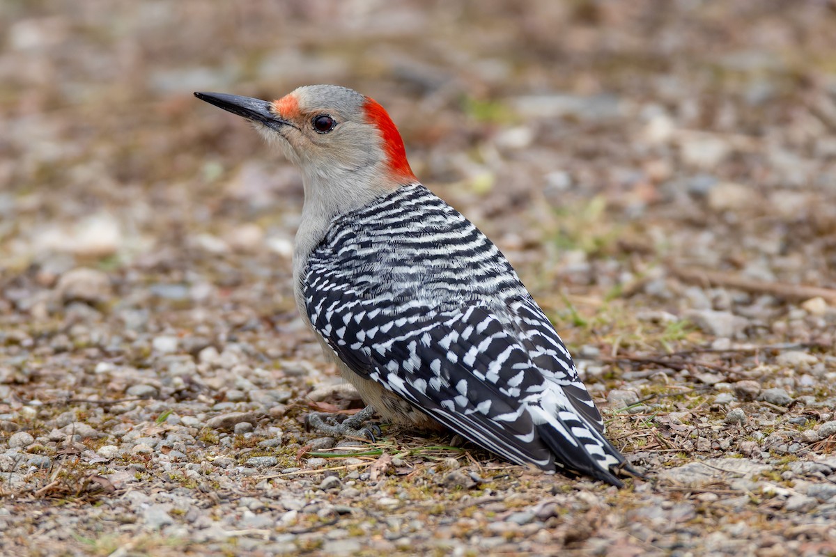 Red-bellied Woodpecker - ML645413613