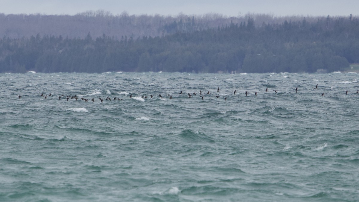 Long-tailed Duck - ML645413614