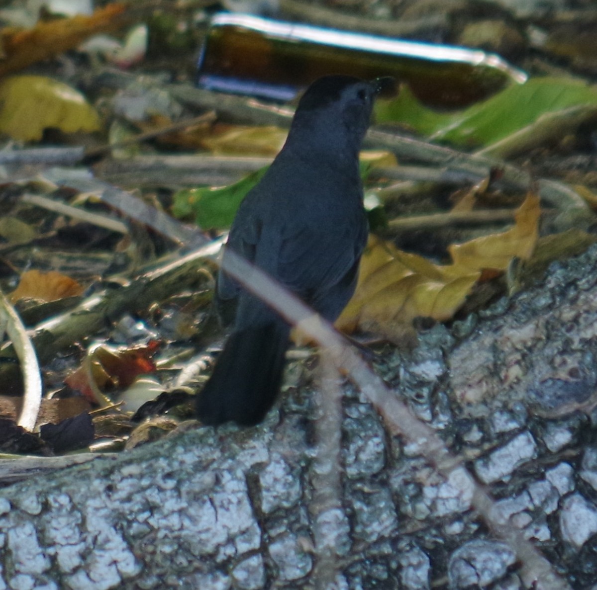 ימימן אמריקני - ML645413621