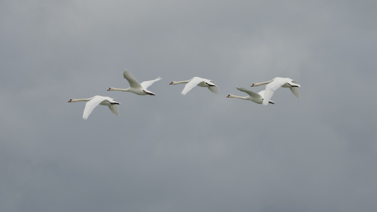 Mute Swan - ML645413622