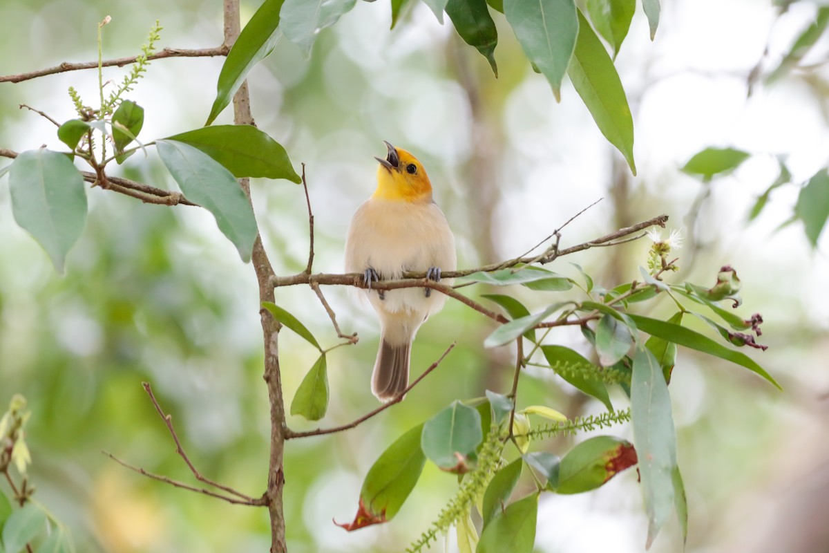 Orange-headed Tanager - ML645413624