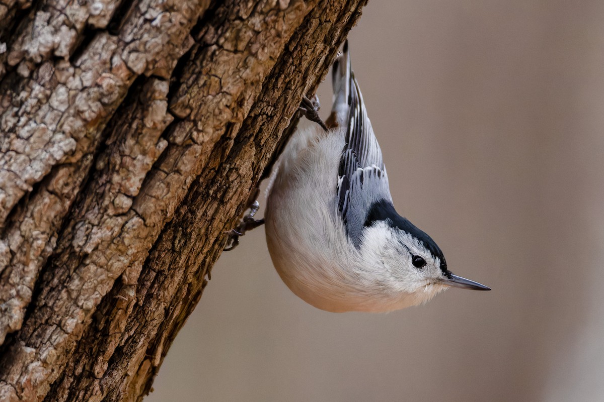 White-breasted Nuthatch - ML645413625