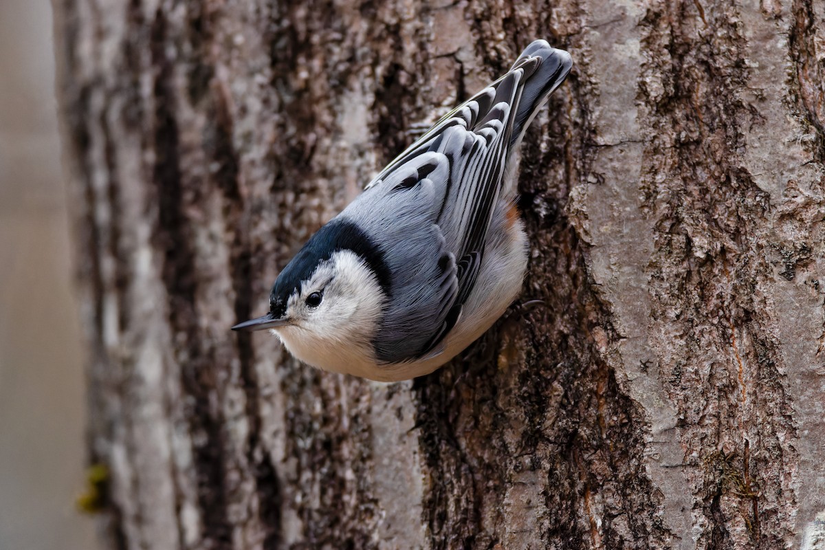 White-breasted Nuthatch - ML645413626