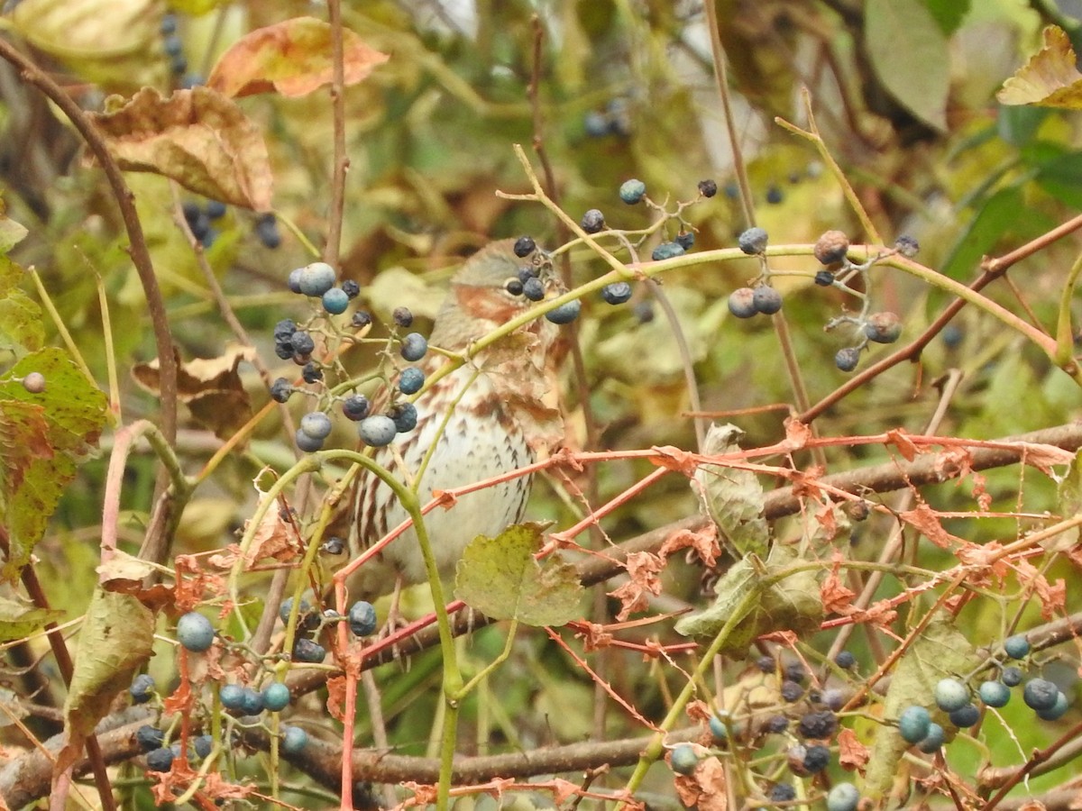 Fox Sparrow - ML645413635