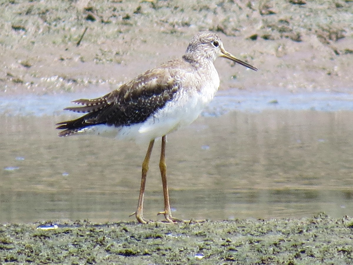 Greater Yellowlegs - ML645413645