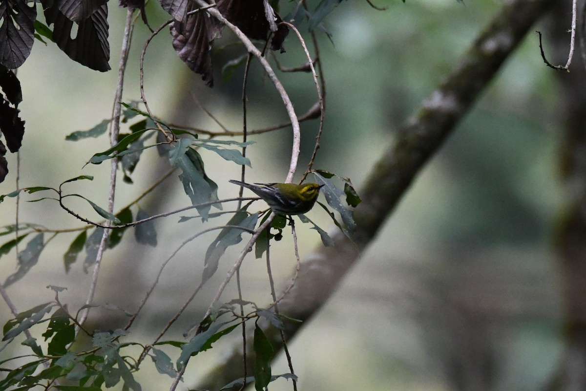 Black-throated Green Warbler - ML645413646