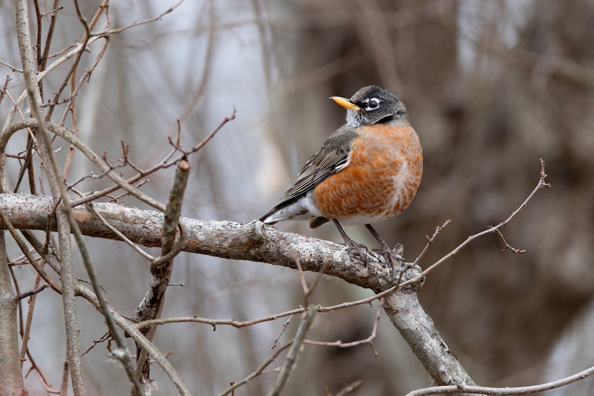 American Robin - ML645413649