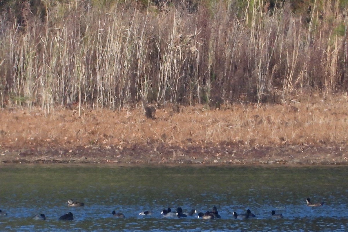 Indianerblässhuhn - ML645413667