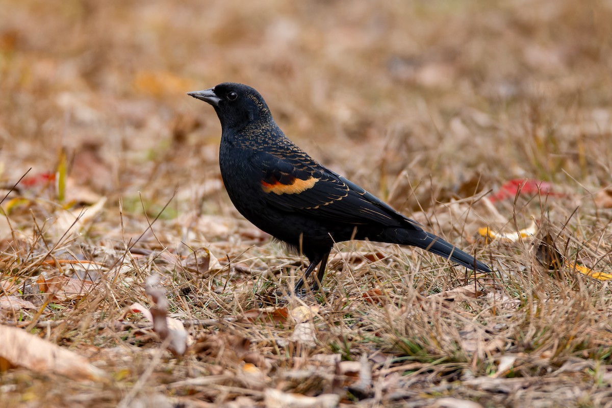 Red-winged Blackbird - ML645413668