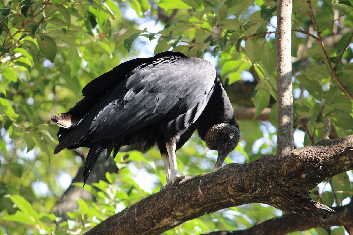 Black Vulture - ML645413670