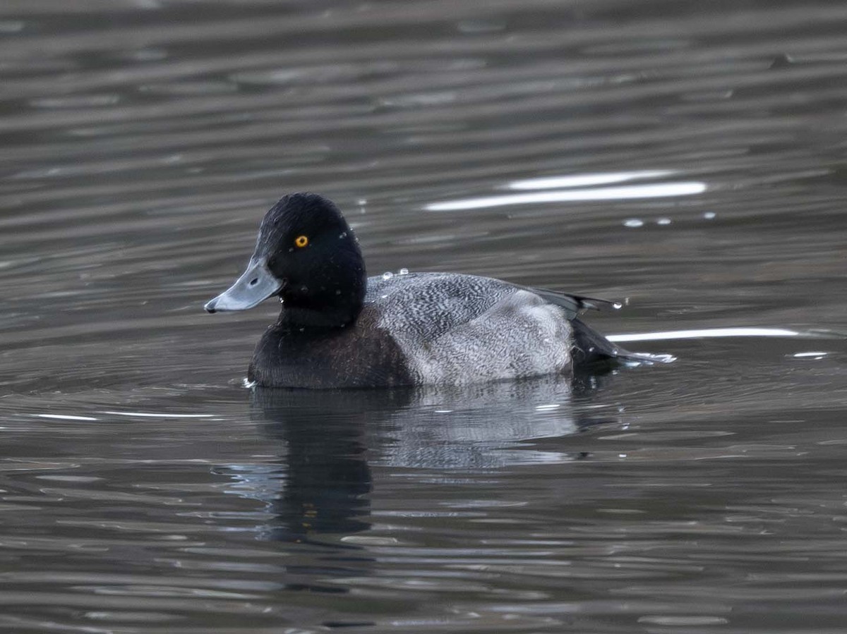 Морская чернеть - ML645413671