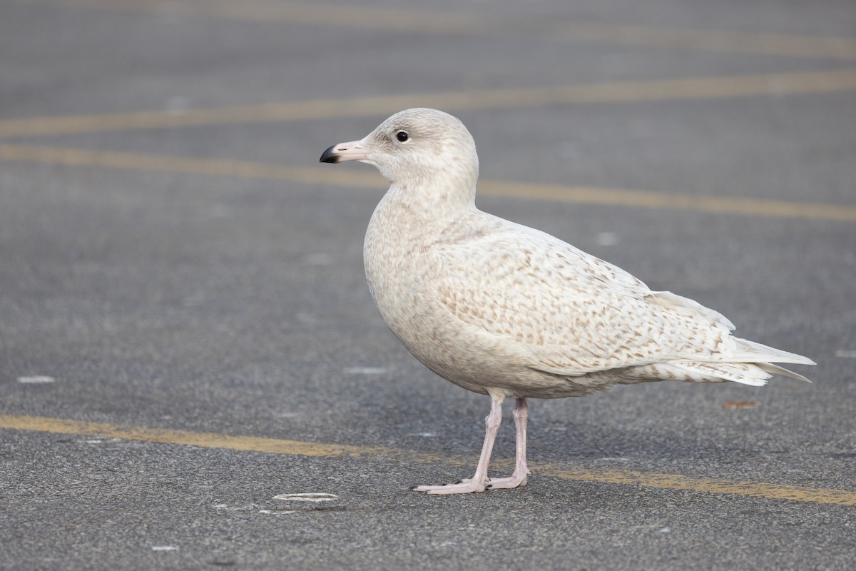 Бургомистр - ML645413688