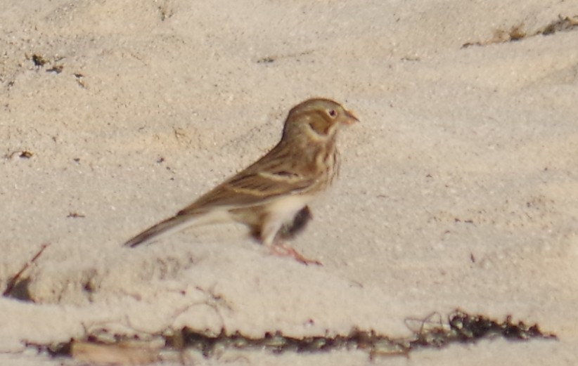 Vesper Sparrow - ML645413693