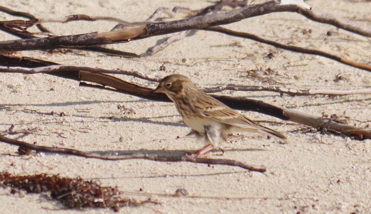 Vesper Sparrow - ML645413694