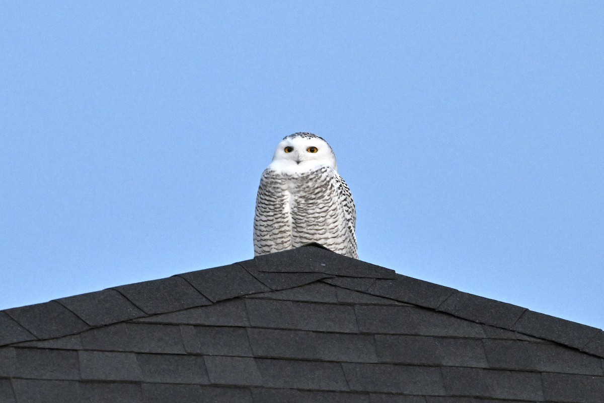 snøugle - ML645413696