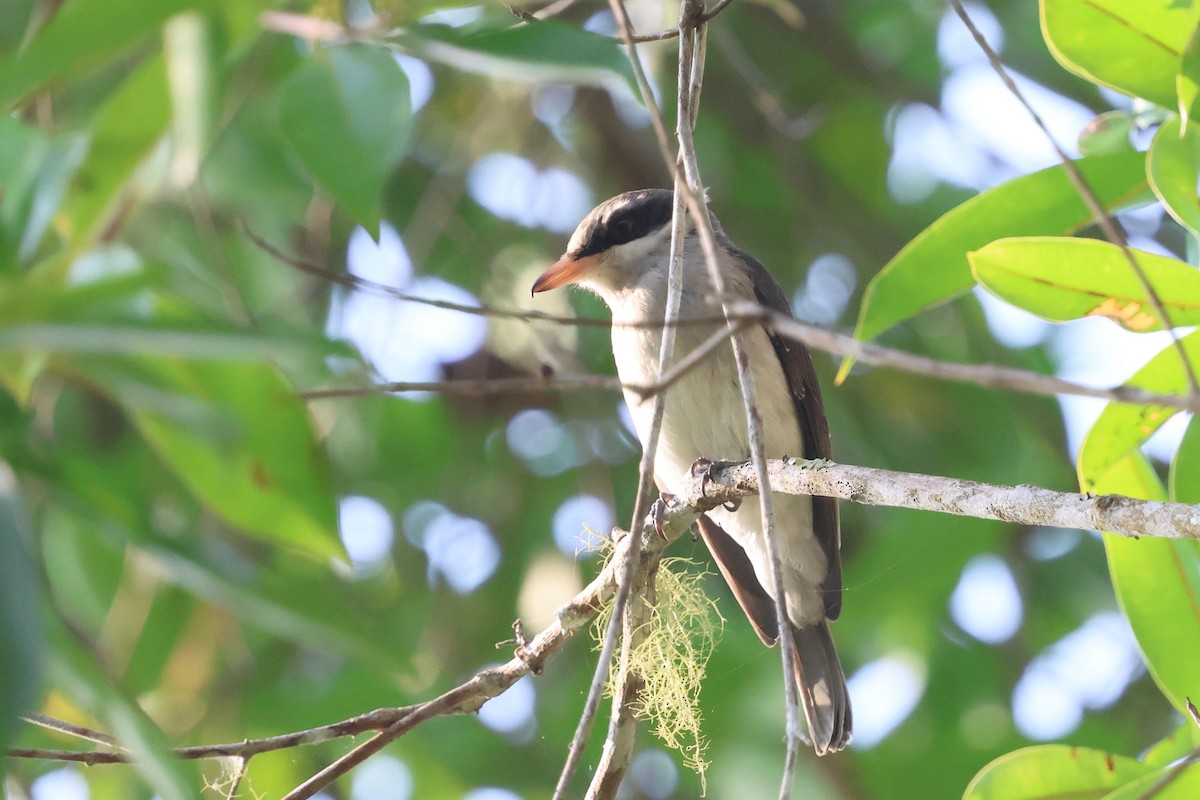 Large Woodshrike - ML645413703