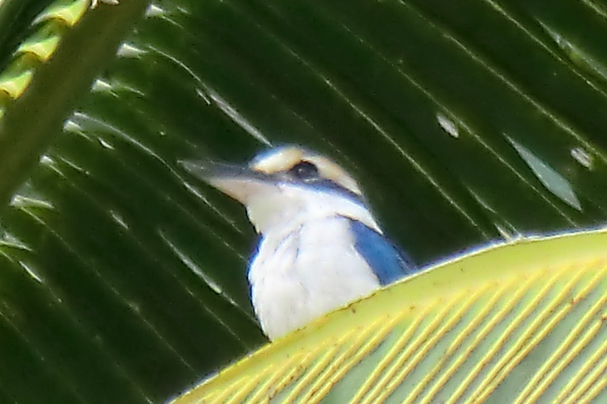 Martin-chasseur du Pacifique - ML645413704