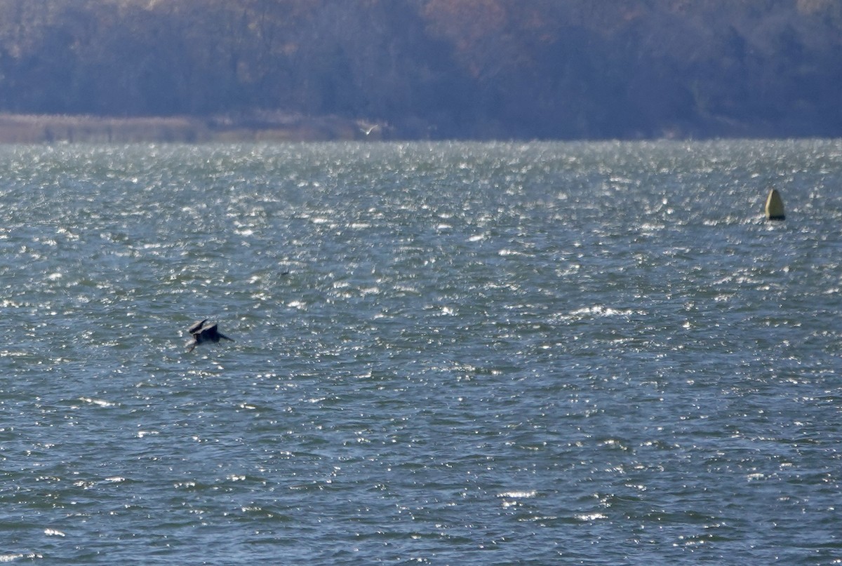 Brown Pelican - ML645413709