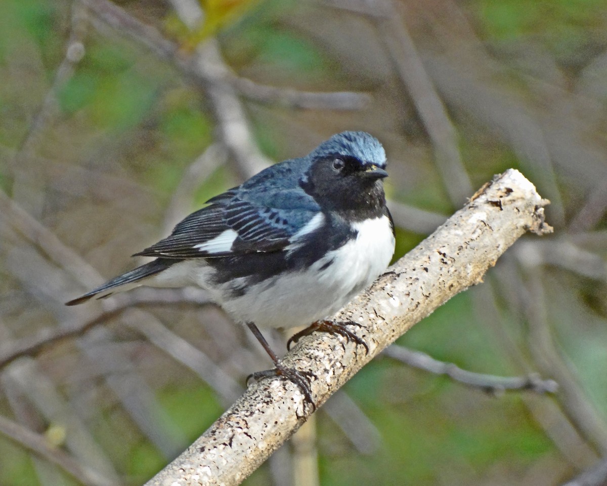 Black-throated Blue Warbler - ML645413712