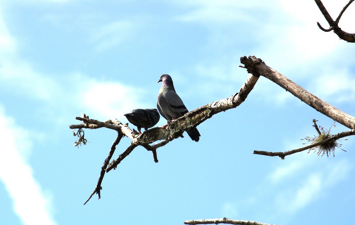 Haitz-usoa (etxekoa) - ML645413713