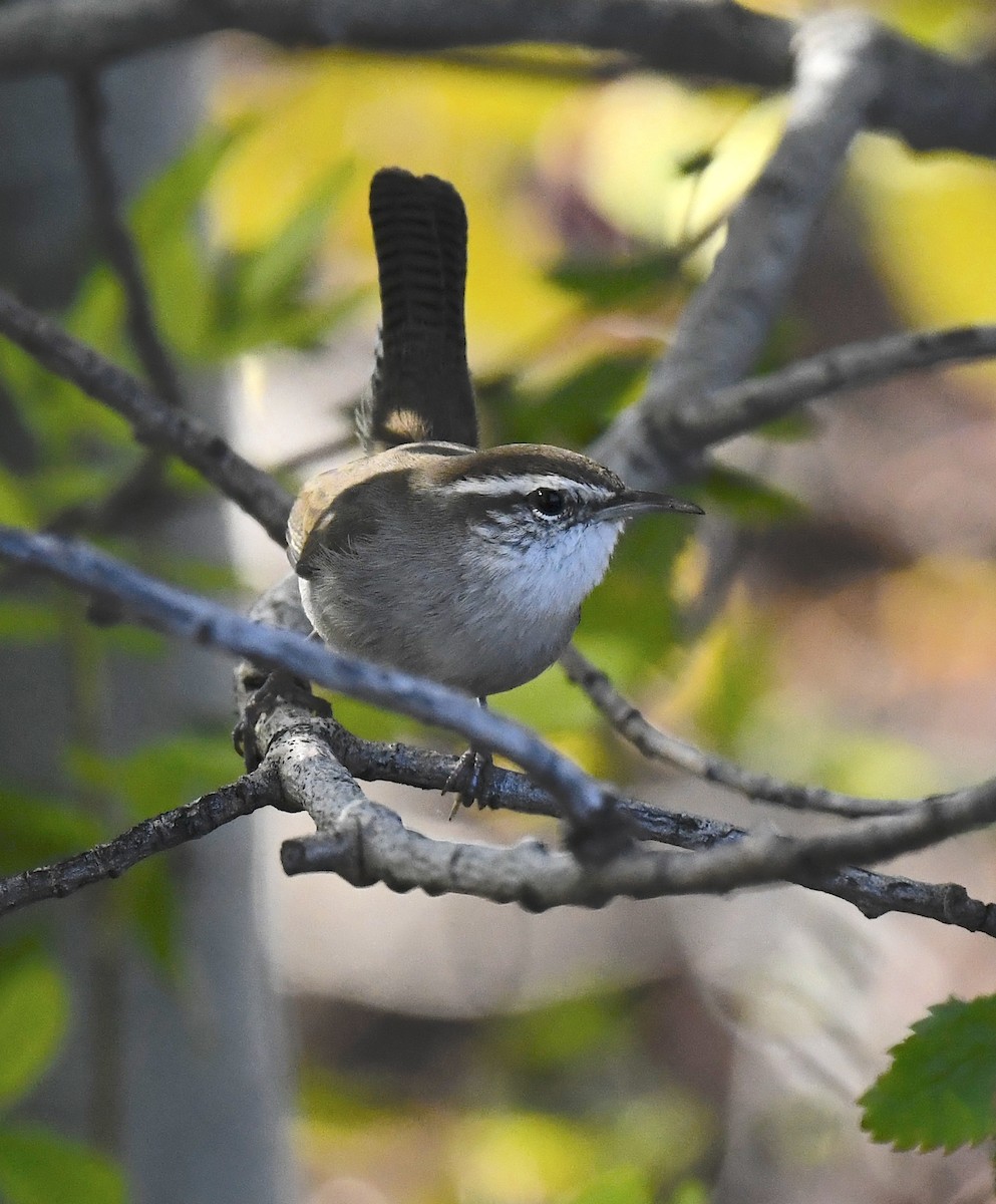 Підбуреник - ML645413727