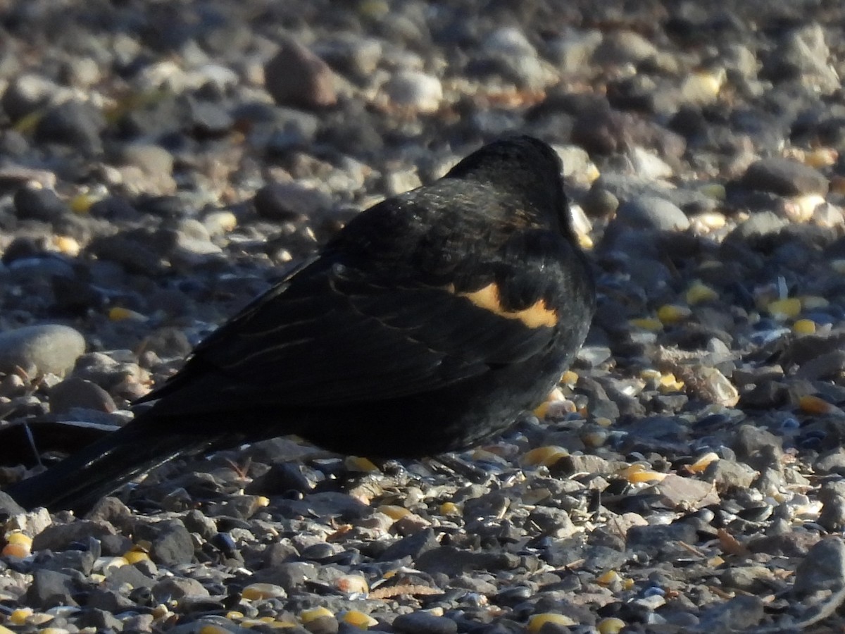 Red-winged Blackbird - ML645413740