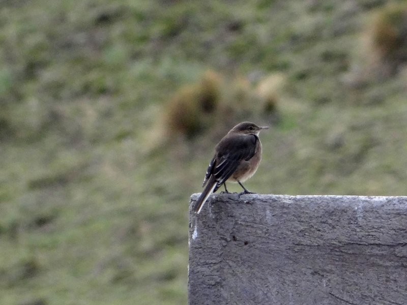 Горный гаучо - ML645413746