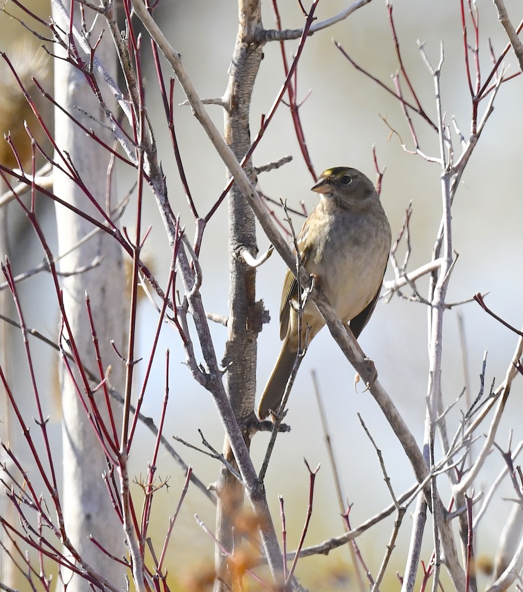 Чернобровая овсянка - ML645413750