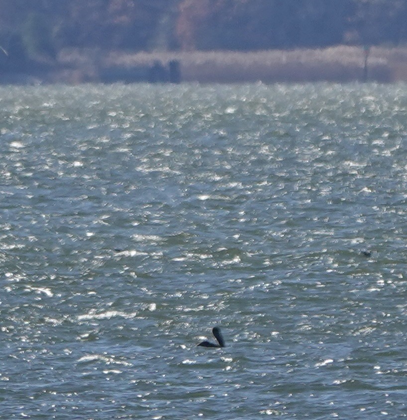 Brown Pelican - ML645413770